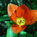 Tulpe (Tulipa)