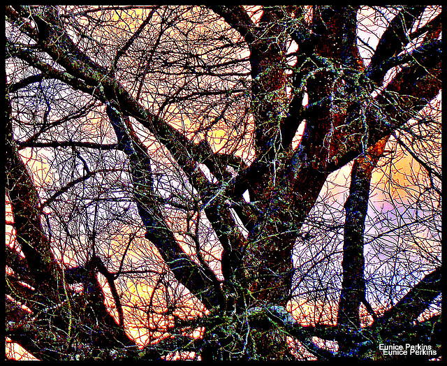 Evening Through Bare Branches..