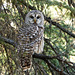 Barred Owl in FCPP - from the archives