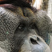 20210709 1630CPw [D~OS] Borneo-Orang-Utan [m], Zoo Osnabrück
