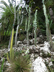 Villa Carlotta Cactus Garden