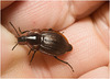 IMG 9948 Beetle