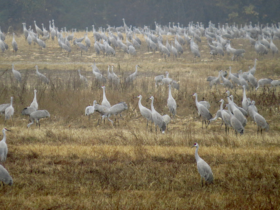 Cranes at Wheeler National Wildlife Refuge
