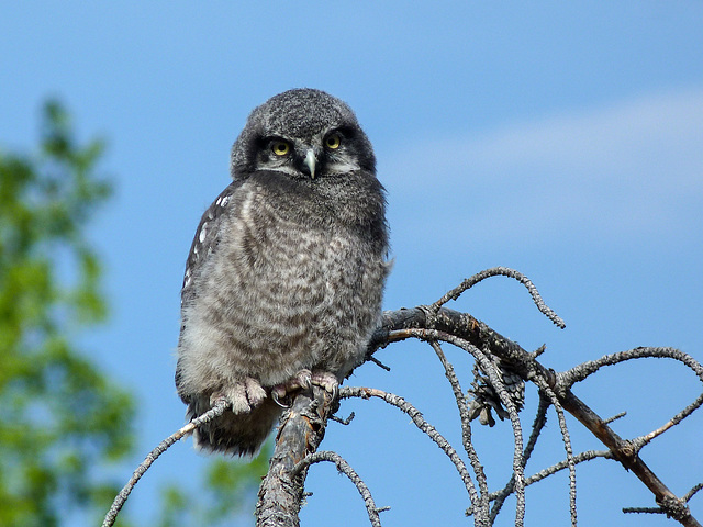 Northern Hawk Owl juevnile - from the archives