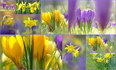 Yellow and Purple, the Colours from this Time of the Year...