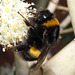 BumblebeeIMG 9058