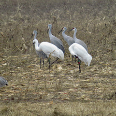 Whooping cranes in front of sandhill cranes