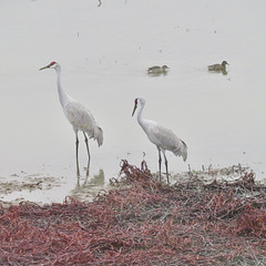 Whooping cranes (Grus americana)