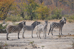 Zebroj. Okavango-Delto