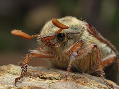 May Bug (Melolontha melolontha)