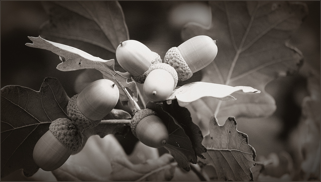 Monochrome 40849748.b37a749f.1024