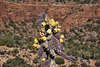 Élan vital – Viewed from the Chapel of the Holy Cross, Sedona, Arizona