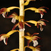 St Bruno Coral Root DSC 1842