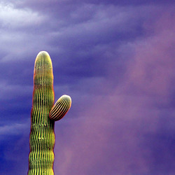 Saguaro in Sand Storm (modified)