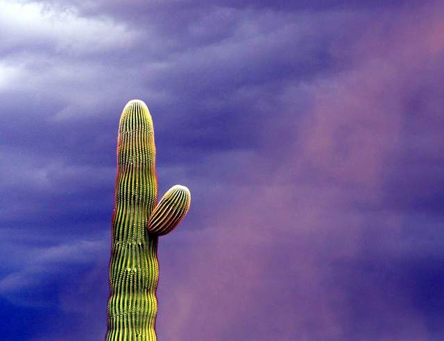 Saguaro in Sand Storm (modified)