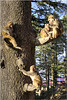 Tree Monkeys, Shimla