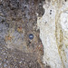 Aumühle quarry: Bunte Breccia and Suevite - close up of contact