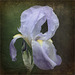 Iris suranné