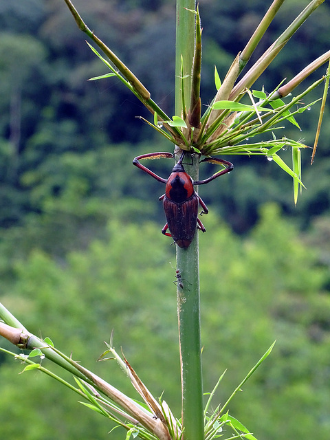 Bamboo-beetle,Nong Khiaw_Laos
