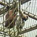 20210709 1636CPw [D~OS] Weißwangen-Schopfgibbon (Nomascus leucogenys), Borneo-Orang-Utan, Zoo Osnabrück