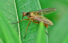 Robber Fly. Asilidae ?