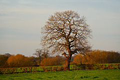 Gnosall lone tree