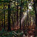 Es wird Herbst im Wald - Autumn mood in the forest
