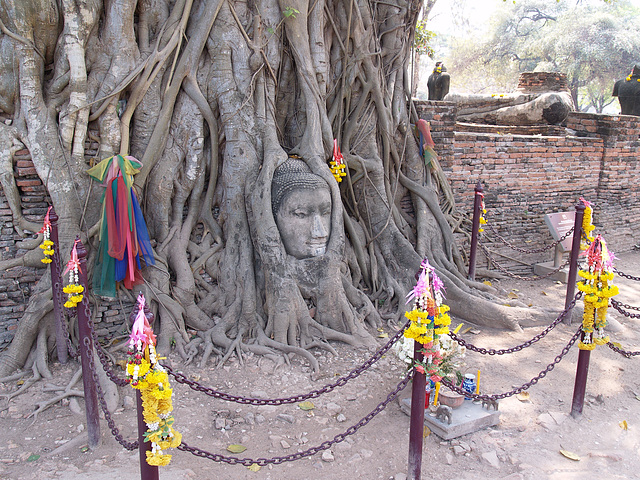 Buddha's Head in Roots