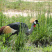 Uganda, Grey Crowned Crane in Murchison Falls National Park