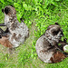 20210709 1641CPw [D~OS] Silberfuchs (Vulpes vulpes), Zoo Osnabrück