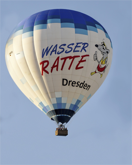 Wasser-Ratte Dresden