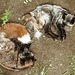 20210709 1642CPw [D~OS] Silberfuchs (Vulpes vulpes), Zoo Osnabrück
