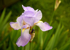Irises ~ Have a Good Weekend.
