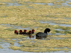 American Coot and 'cootlings'