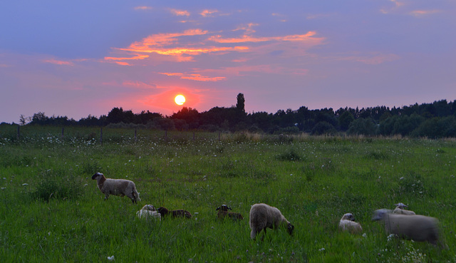 Sheep sunset