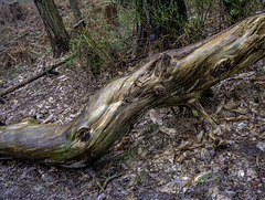 A sinuous fallen tree trunk for H.A.N.W.E.