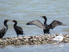 Day 3, Double-crested Cormorants, Aransas boat trip, South Texas, US