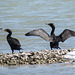 Day 3, Double-crested Cormorants, Aransas boat trip, South Texas, US