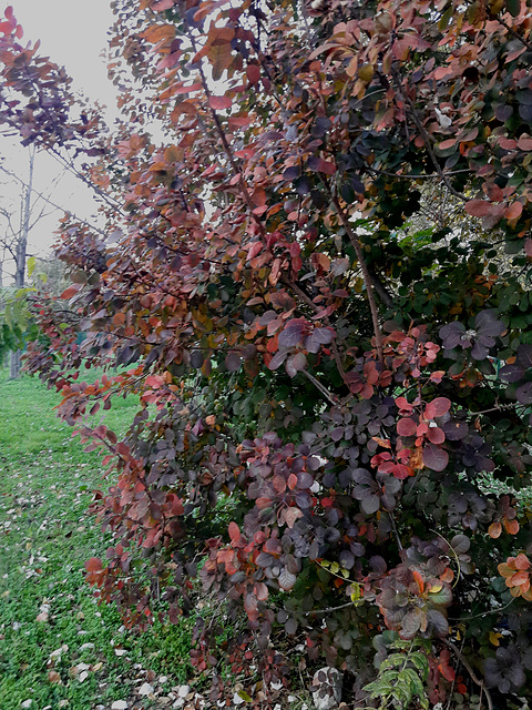 Mille colori dell'autunno!