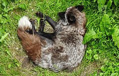 20210709 1643CPw [D~OS] Silberfuchs (Vulpes vulpes), Zoo Osnabrück