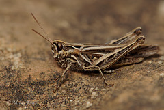 Chorthippus brunneus (Field Grasshopper)