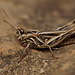 Chorthippus brunneus (Field Grasshopper)