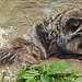 20210709 1644CPw [D~OS] Silberfuchs (Vulpes vulpes), Zoo Osnabrück