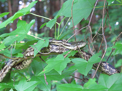 Rat snake (Elaphe obsoleta)