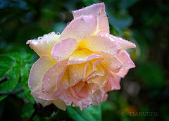 Rose for Thursday