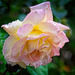 Rose for Thursday