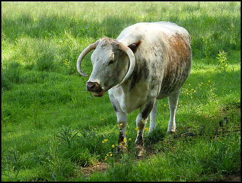 horned cow