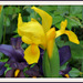 L'iris est l'une des plus anciennes fleurs cultivées, dans la mythologie grecque, Iris était la messagère des dieux et la fleur porte son nom. Dans le langage des fleurs, l'iris signifie: "Je vous aime tendrement avec bonheur".