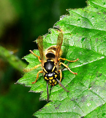 Wasp. Vespula vulgaris