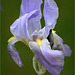 Printemps de l'iris bleu